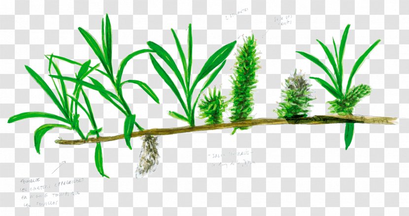 Salix Viminalis Tree Arecaceae Branch Leaf - Basket Weaver Transparent PNG