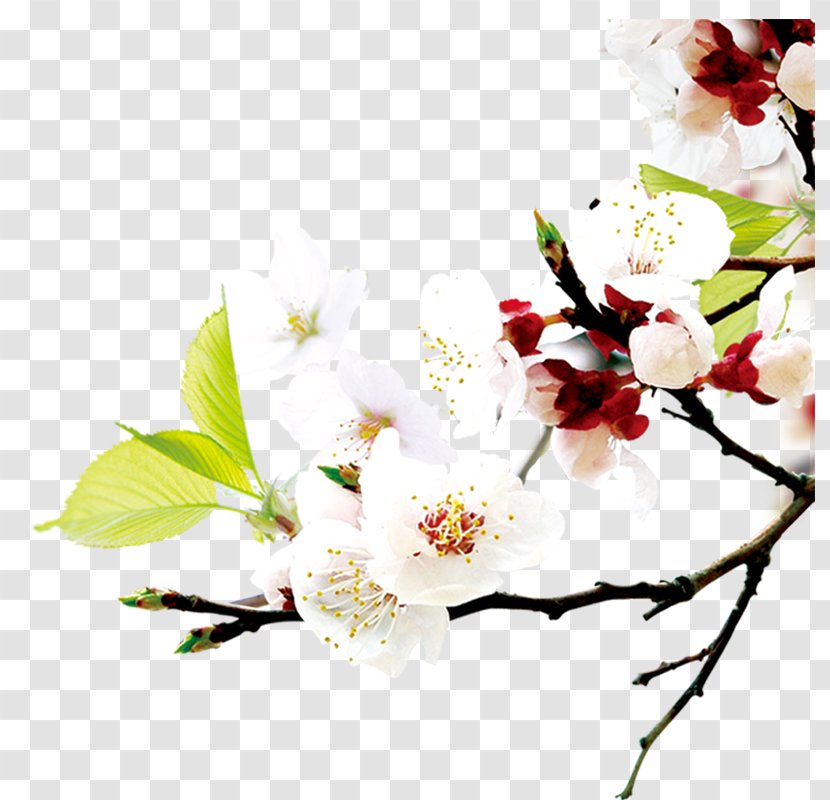 World Wide Web Icon - Floral Design - Plum Flower Transparent PNG