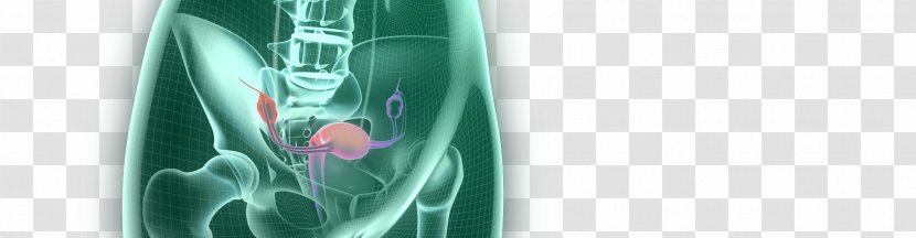 Ultrasonography Scrotum Endometriosis Heart Testicle - Frame - Viola De Arame Transparent PNG