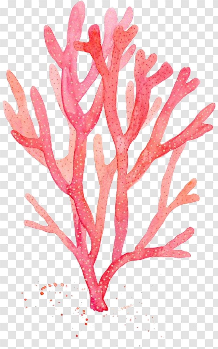 Red Coral Watercolor Painting Drawing Algae - Alcyonacea Transparent PNG