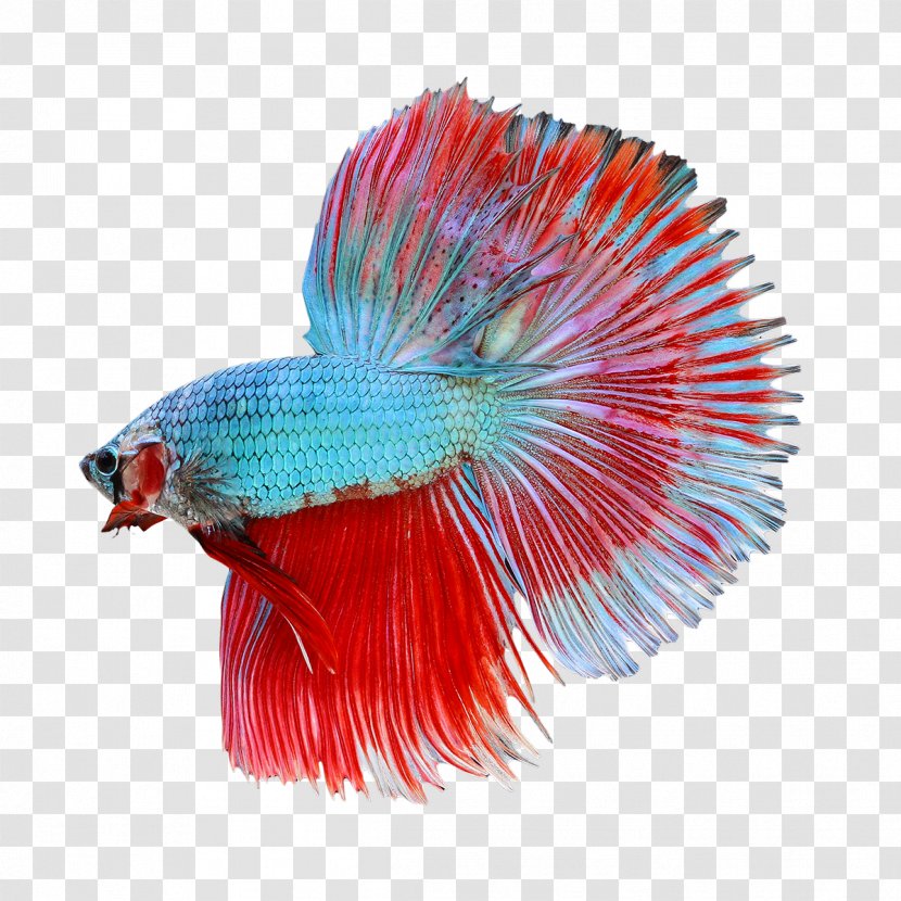 Siamese Fighting Fish Veiltail - Tail - Betta Transparent Image Transparent PNG