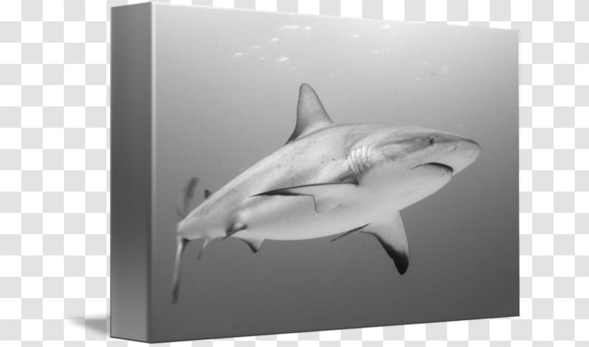 Tiger Shark Great White Requiem Sharks - Cartilaginous Fish - Reef Transparent PNG