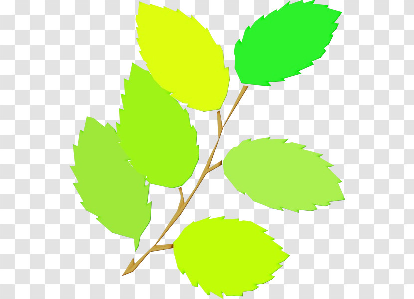 Leaf Plant Stem Twig Tree Green Transparent PNG