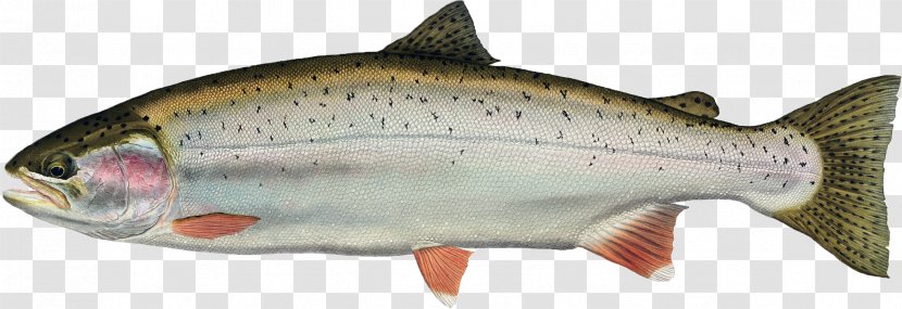 Freshwater Fish Rainbow Trout Animal - Cutthroat Transparent PNG