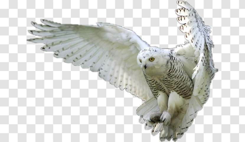 Owl Bird Bald Eagle Clip Art - Flight Transparent PNG