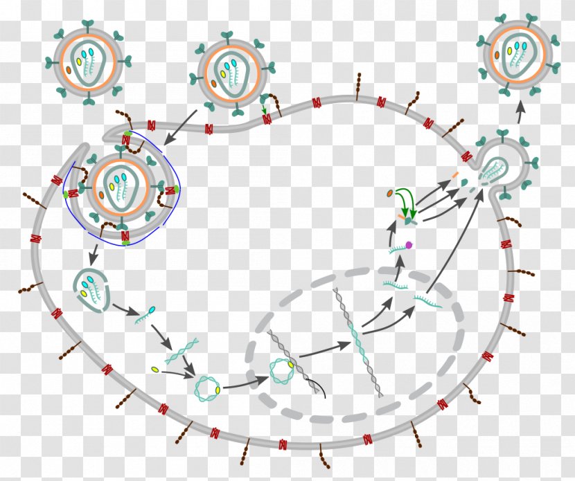 Management Of HIV/AIDS Viral Life Cycle Virus - Tree - Frame Transparent PNG