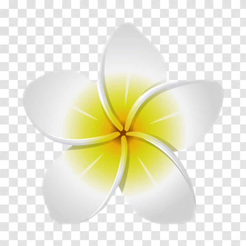 Image Flower Sticker Desktop Wallpaper - Chadtronic - Frangipani Transparent PNG