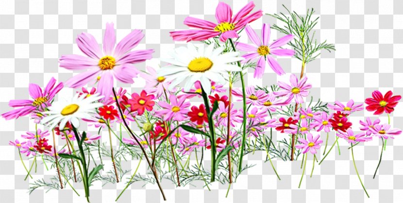 Daisy - Family - Chamomile Transparent PNG