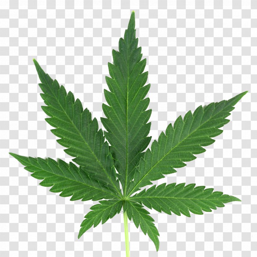 Cannabis Cultivation Leaf Spots Medical - Plant Transparent PNG