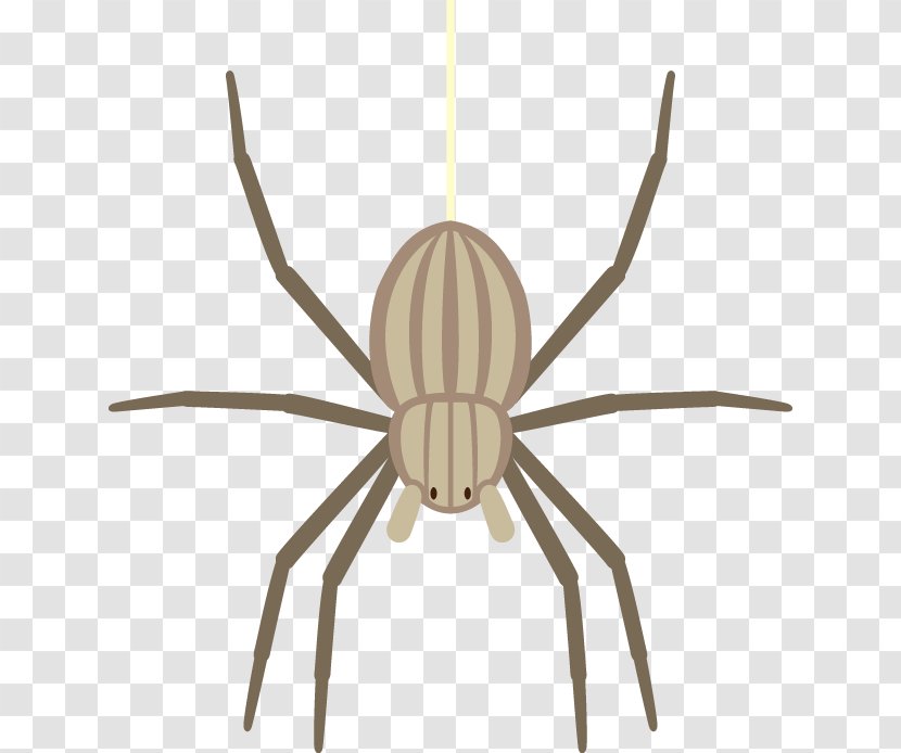 Widow Spiders Insect - Pest - Spider Transparent PNG
