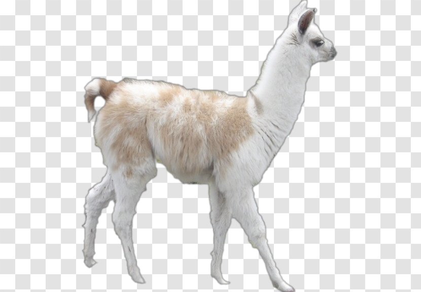 Llama Alpaca Goat Clip Art - Animal Figure Transparent PNG
