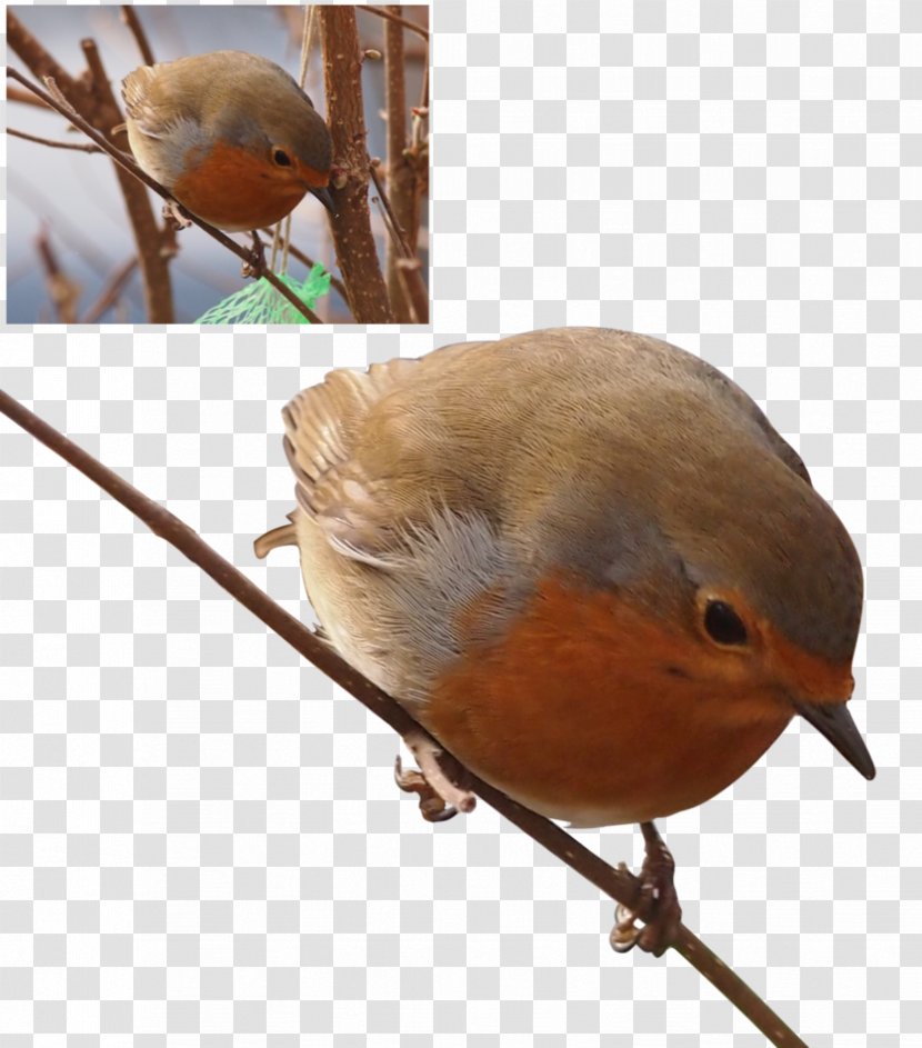 European Robin Bird Common Nightingale Finches Sparrow - Art Transparent PNG