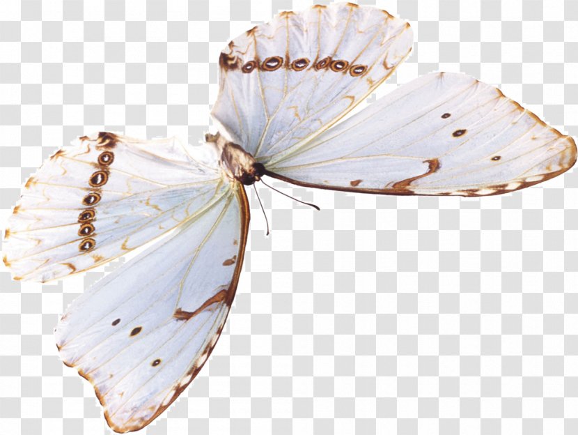 Gossamer-winged Butterflies Stock Photography Image Butterfly - Lymantria Dispar Transparent PNG