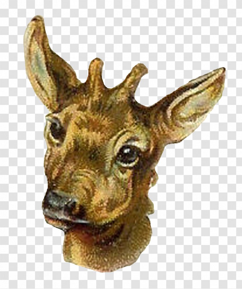 Antelope Reindeer Animal Giraffe - Snout - Hyena Transparent PNG