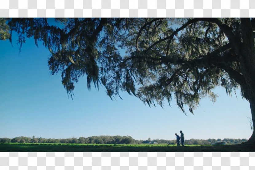 Bayou Water Desktop Wallpaper Stock Photography - Landscape Transparent PNG