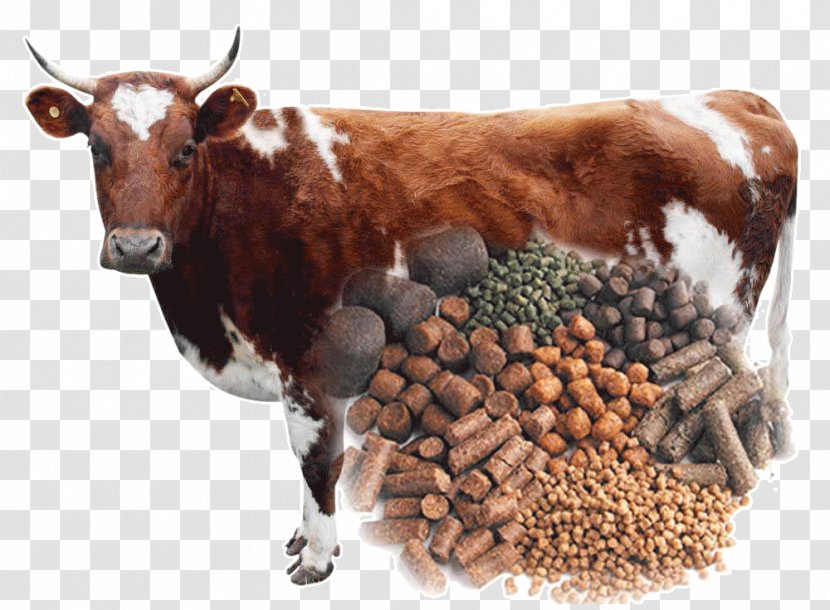 Cattle Feeding Animal Feed Fodder Pelletizing - Bull - Poultry And Livestock Transparent PNG