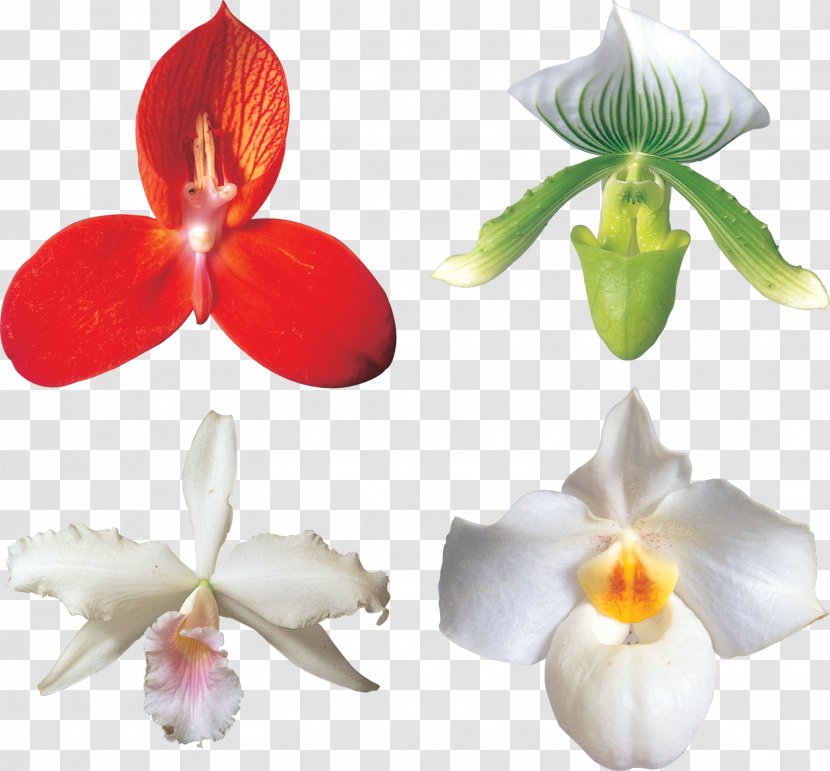 Moth Orchids Cut Flowers Cattleya - Orchid - Flower Transparent PNG