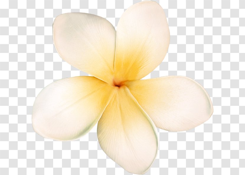 Petal Centerblog Flower - Blog Transparent PNG