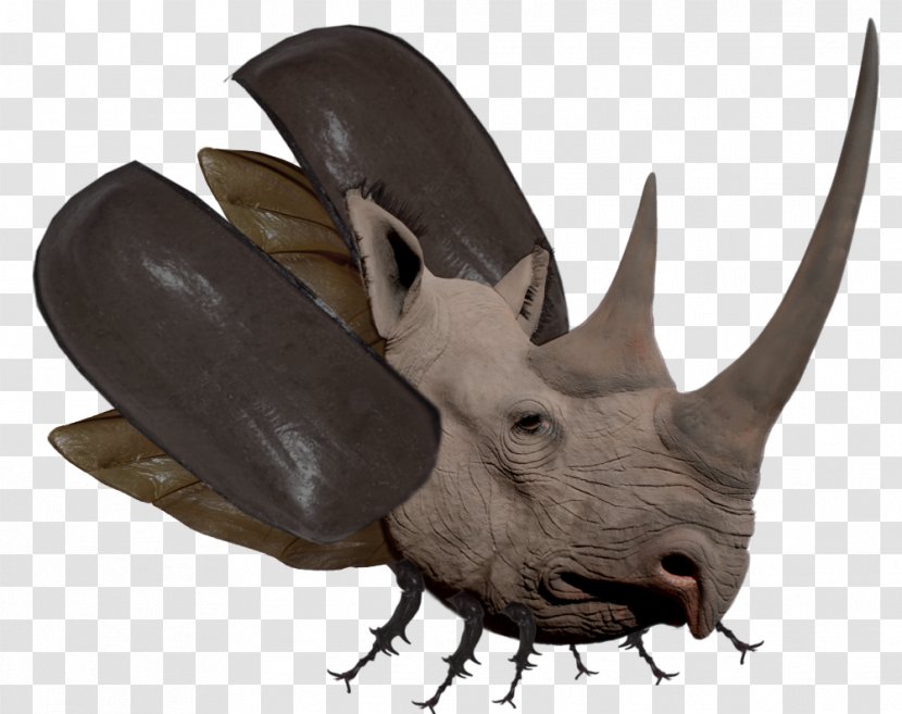 Rhinoceros Beetle Horn Hippopotamus Dynastinae - Elephant - Rhino Transparent PNG