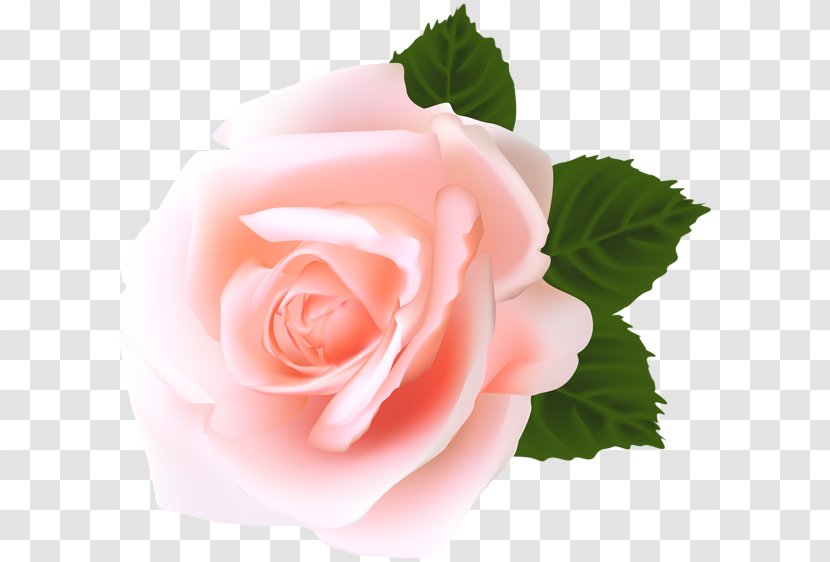 Rose Clip Art - Cut Flowers Transparent PNG