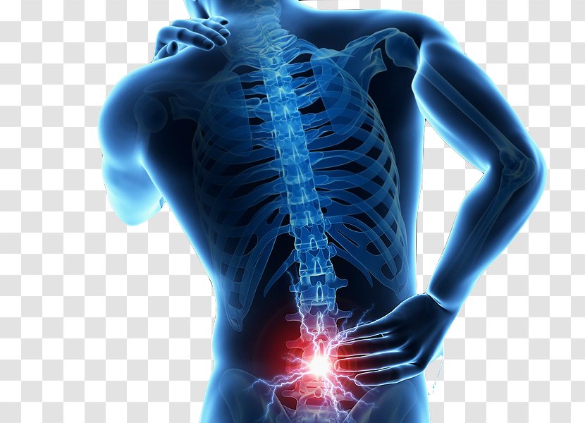 Low Back Pain Human Injury Vertebral Column - Organism Transparent PNG