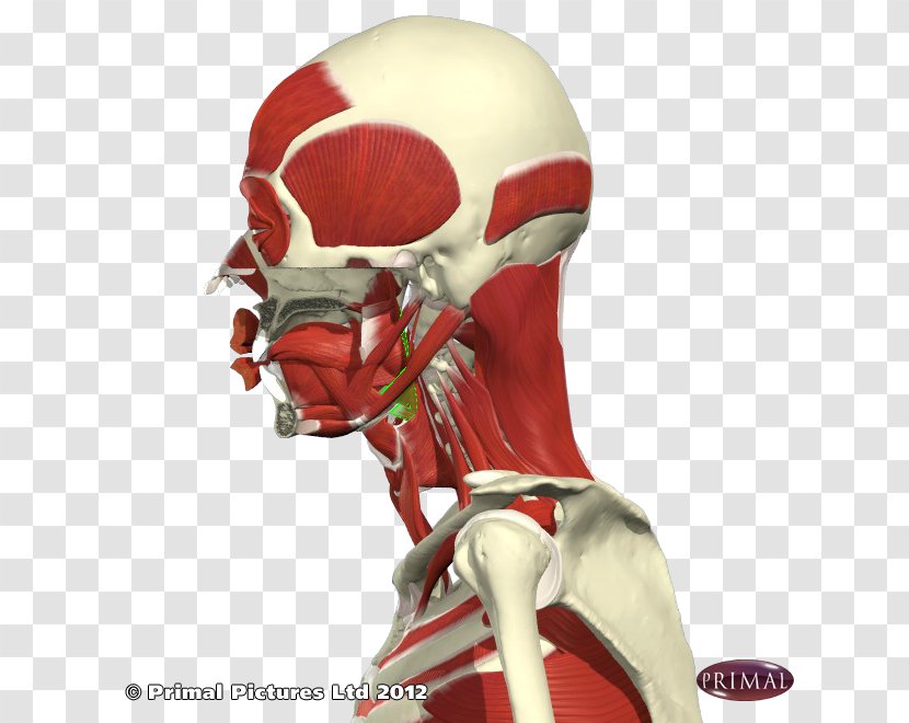 Shoulder Skeleton Figurine Character - Fictional Transparent PNG