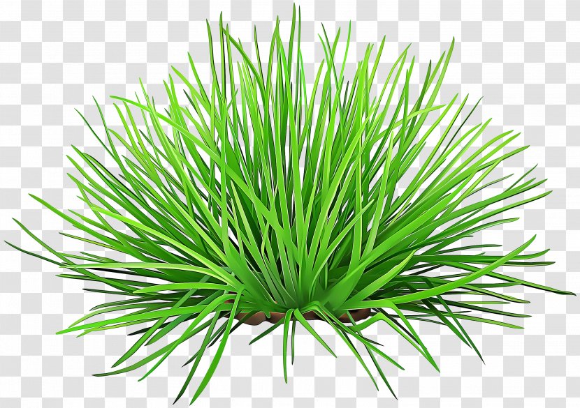 Plant Grass Red Pine Shortstraw Family - Lodgepole - Leaf Transparent PNG