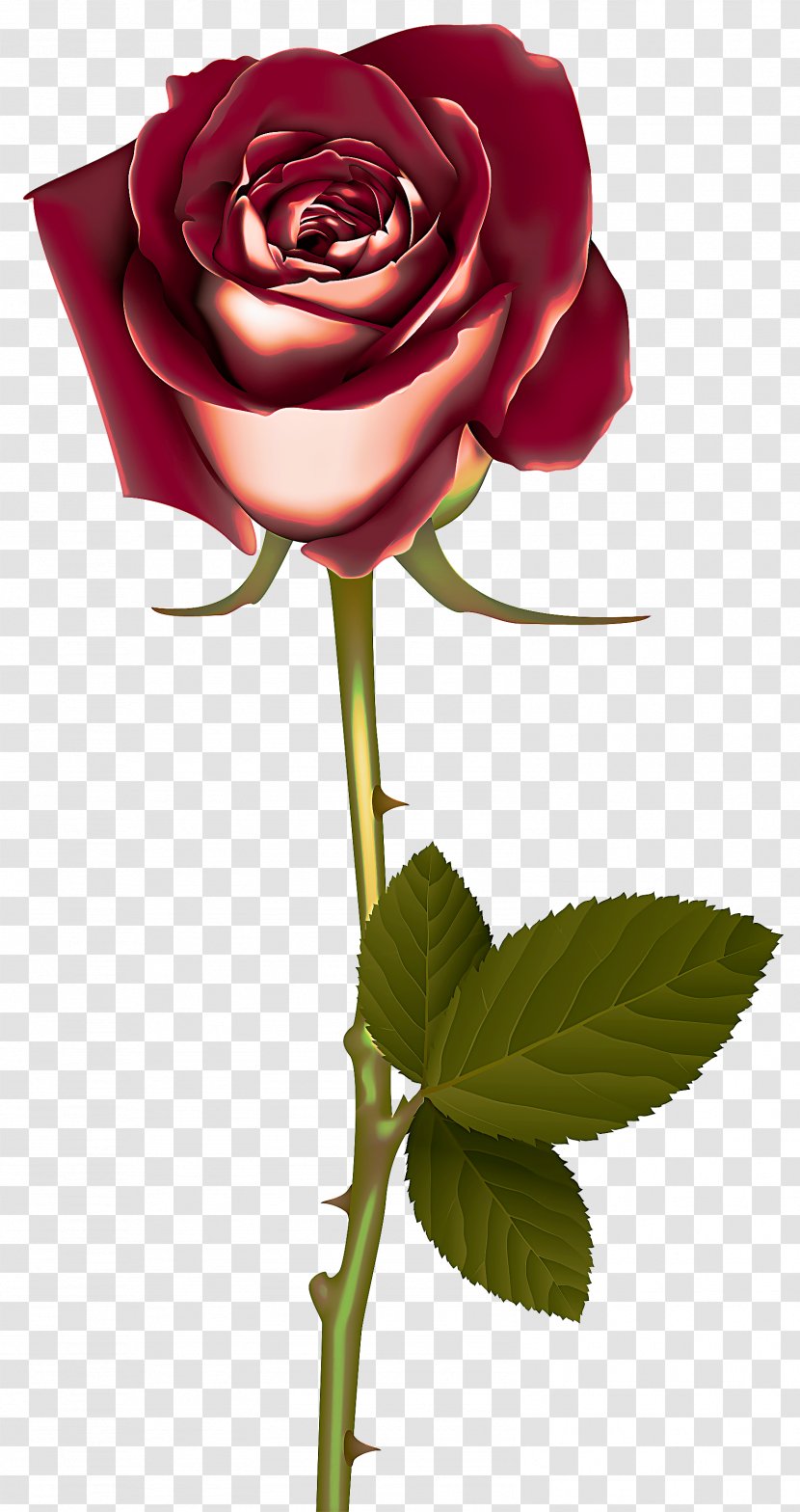 Garden Roses - Hybrid Tea Rose - Pink Flowering Plant Transparent PNG