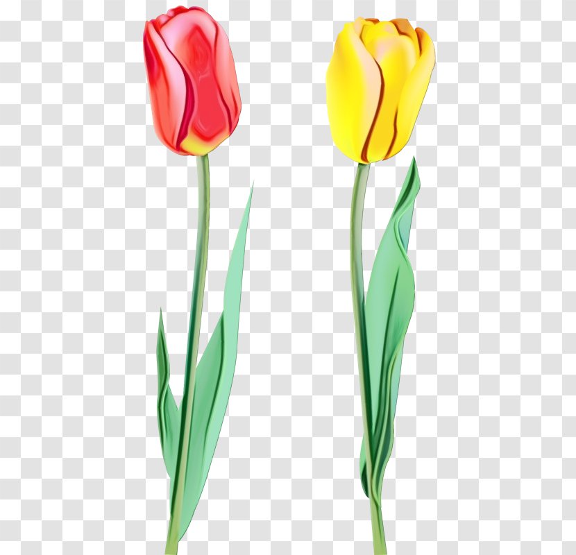 Tulip Flower Cut Flowers Plant Stem - Pedicel - Bud Transparent PNG