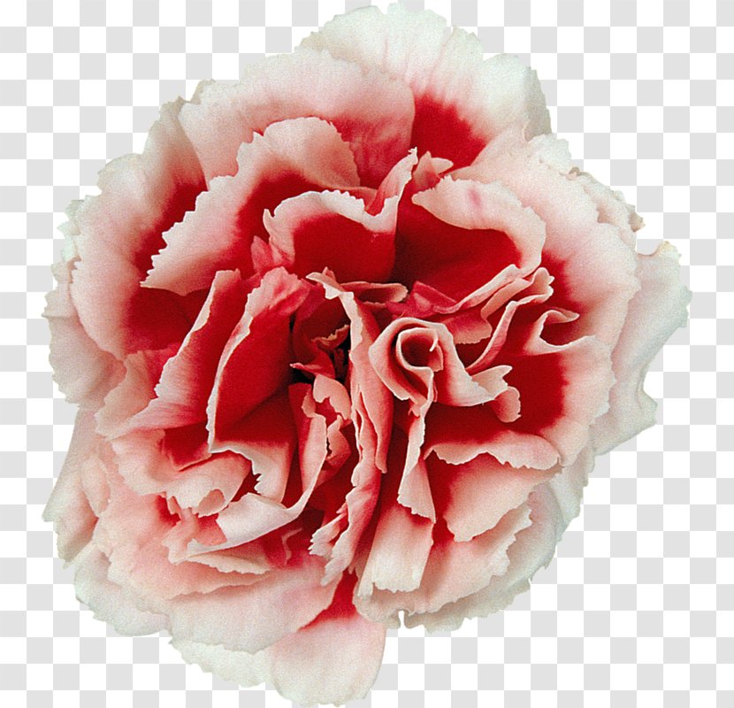 Cabbage Rose Garden Roses Carnation Cut Flowers - Flower Transparent PNG