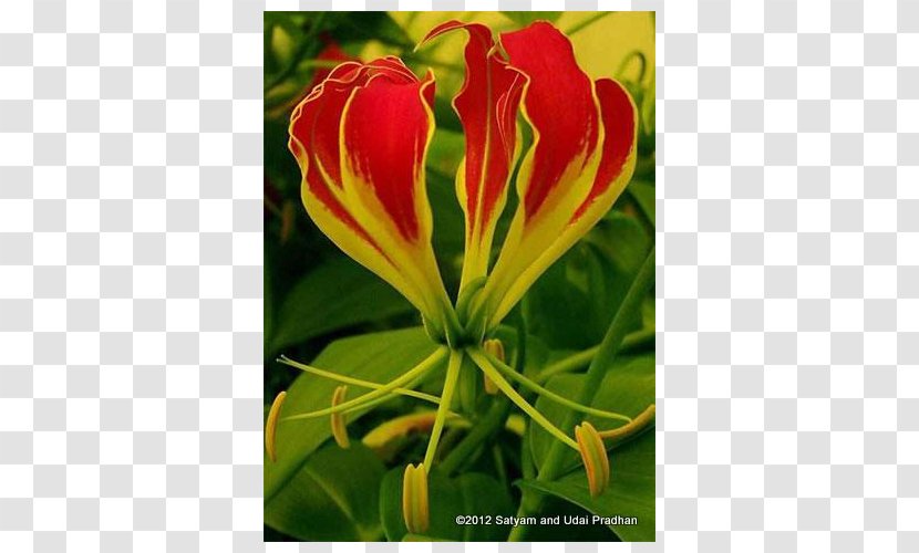 Daylily Wildflower Herbaceous Plant Lily M - Seed - Spider Transparent PNG