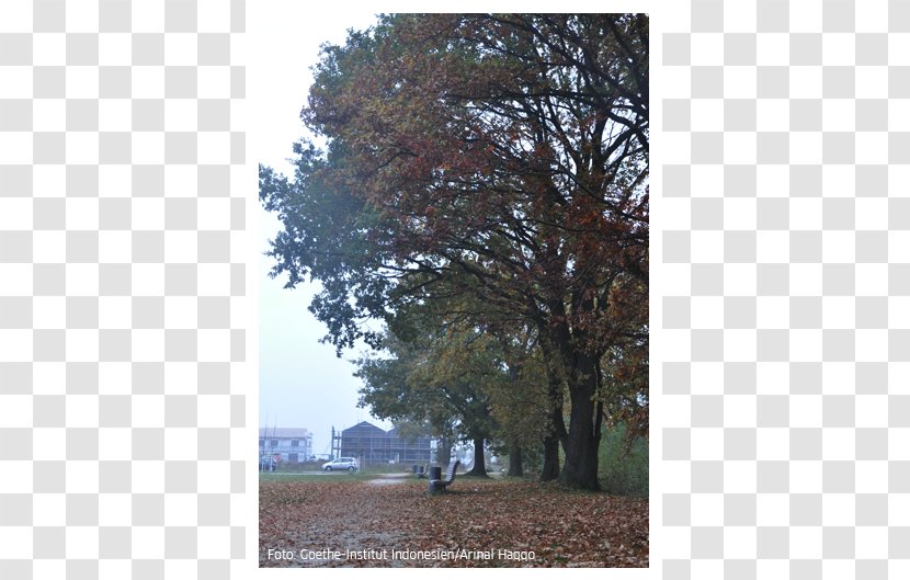 Autumn Herbst Ist Da Deciduous Goethe-Institut Leaf Transparent PNG