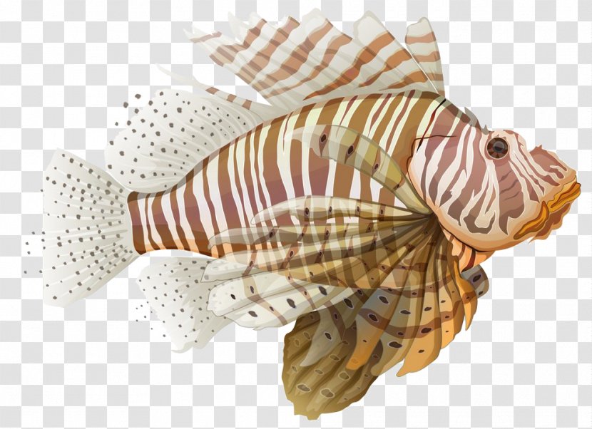 Spotfin Lionfish Stock Illustration - Fish Transparent PNG