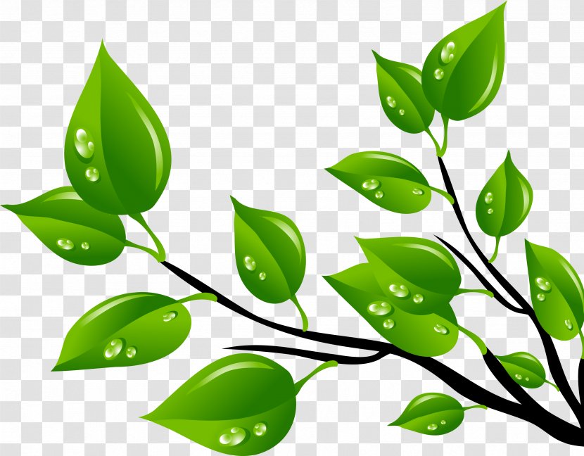 Leaf Green Clip Art - Branch - Rama Transparent PNG