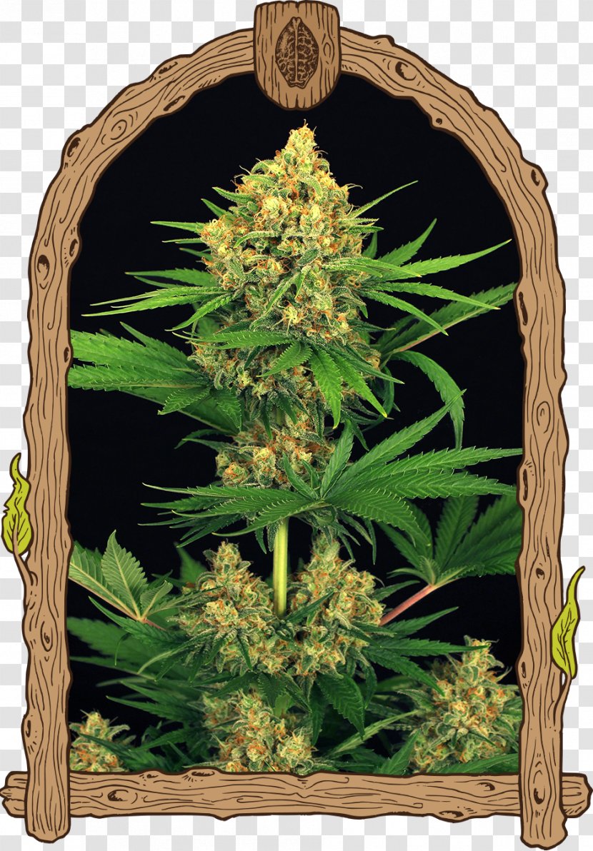 Cannabis Cannabaceae Hemp Plant Family - Grass - Tangerine Transparent PNG