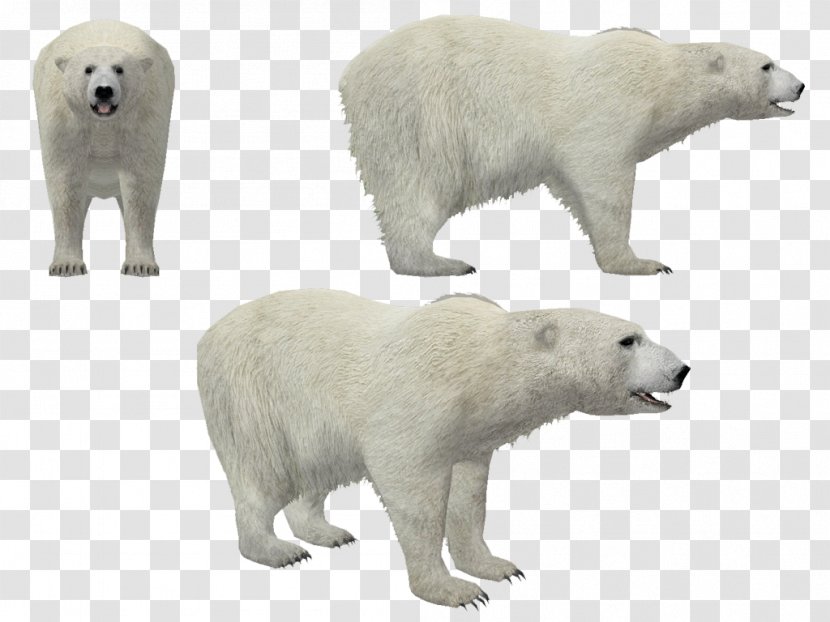 Polar Bear Animal - Cartoon - Stranger Transparent PNG