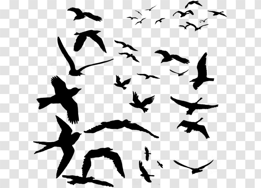 Bird Migration Beak Parrot Flock - Wing - Silhouette Birds Transparent PNG