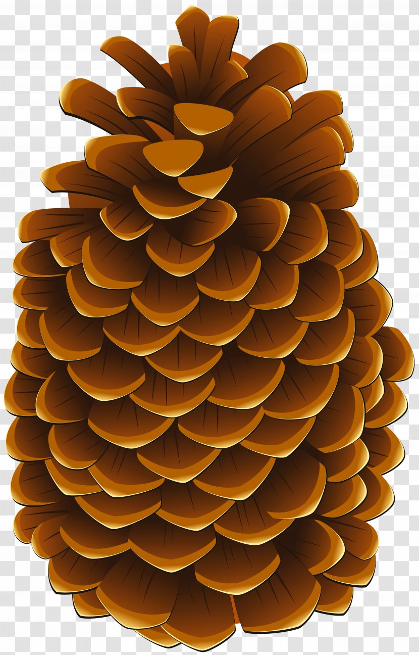 Clip Art Conifer Cone Image Illustration - Pine - Pinecones Transparent PNG