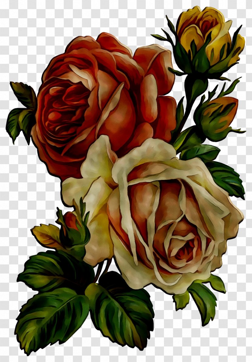 Garden Roses Cabbage Rose Floribunda Floral Design Flower - Family - Botany Transparent PNG