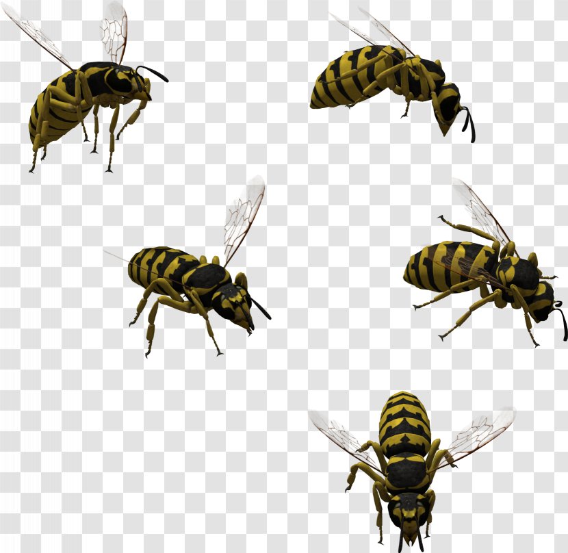 Honey Bee Hornet Characteristics Of Common Wasps And Bees - Drawing Transparent PNG