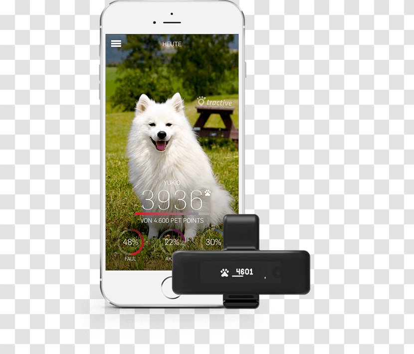 Pomeranian Japanese Spitz American Eskimo Dog Samoyed Volpino - Activity Monitors For Cats Transparent PNG