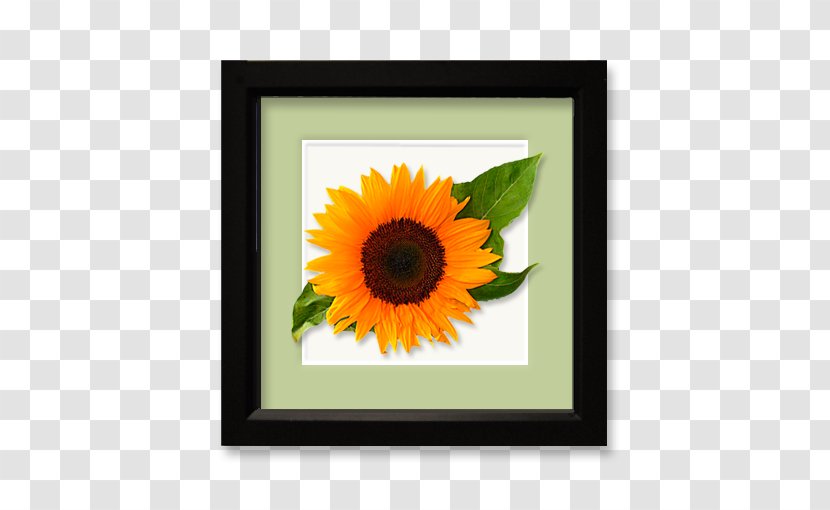 Common Sunflower Seed Daisy Family Floral Design - Leaf Transparent PNG
