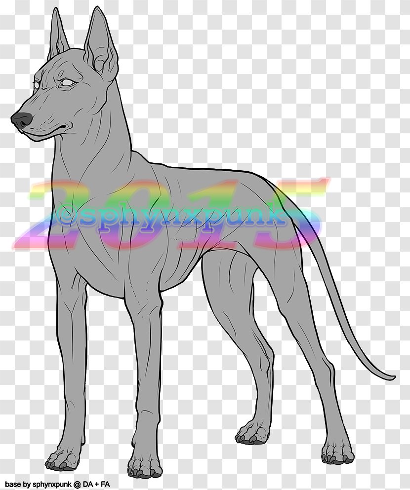 Dog Breed Dobermann Pharaoh Hound Feral Canidae - Sphynx Cat Transparent PNG