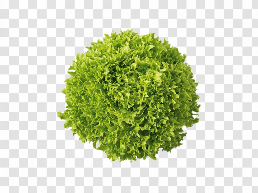 Crisp Salad Parsley Vegetable - Vegetarian Food - Iceberg Lettuce Transparent PNG