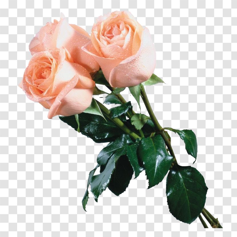 Champagne Flower Garden Roses - Floribunda - Three Pink Transparent PNG