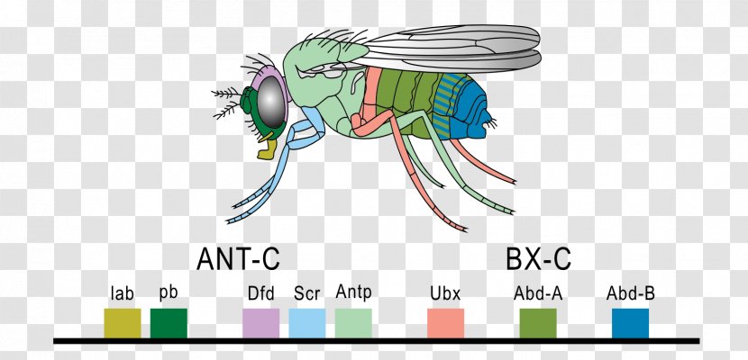 Homeobox Hox Gene Common Fruit Fly Homeotic - Frame - Cartoon Transparent PNG