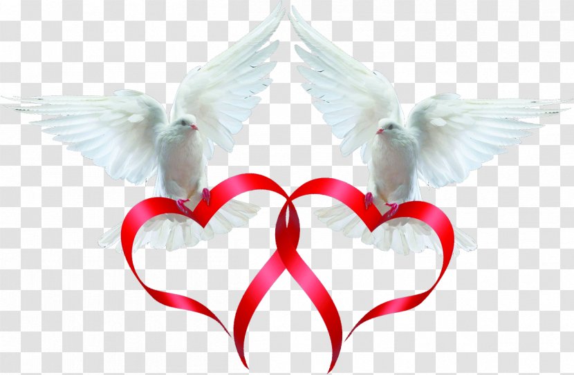 Rock Dove Columbidae Bird Ribbon - Watercolor - Pigeon Love Transparent PNG
