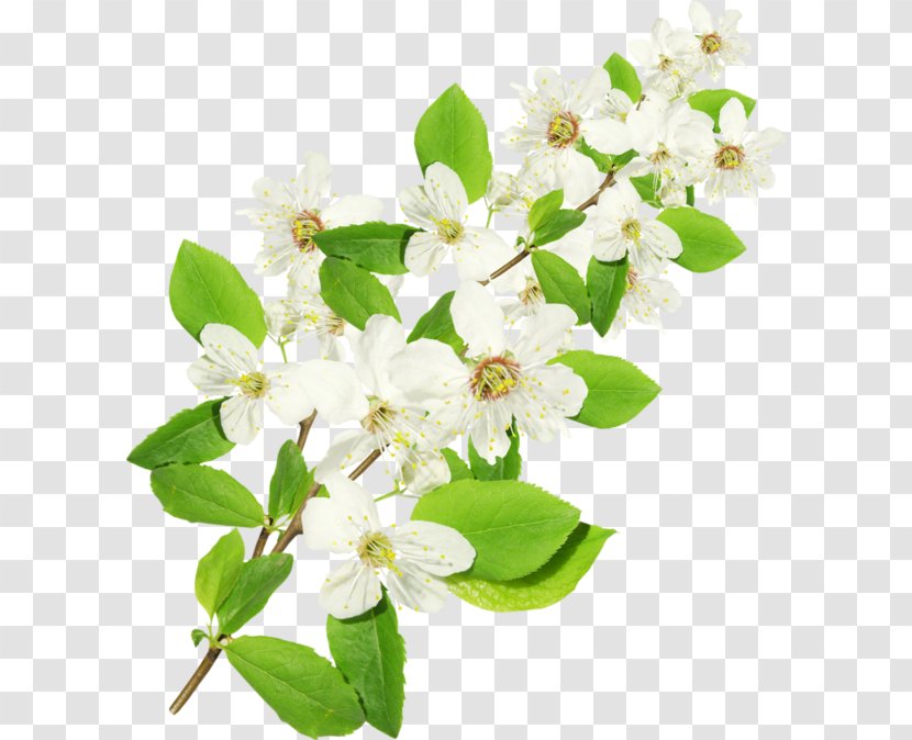 Flower Twig Tree Jasmine Branch - Blossom Transparent PNG