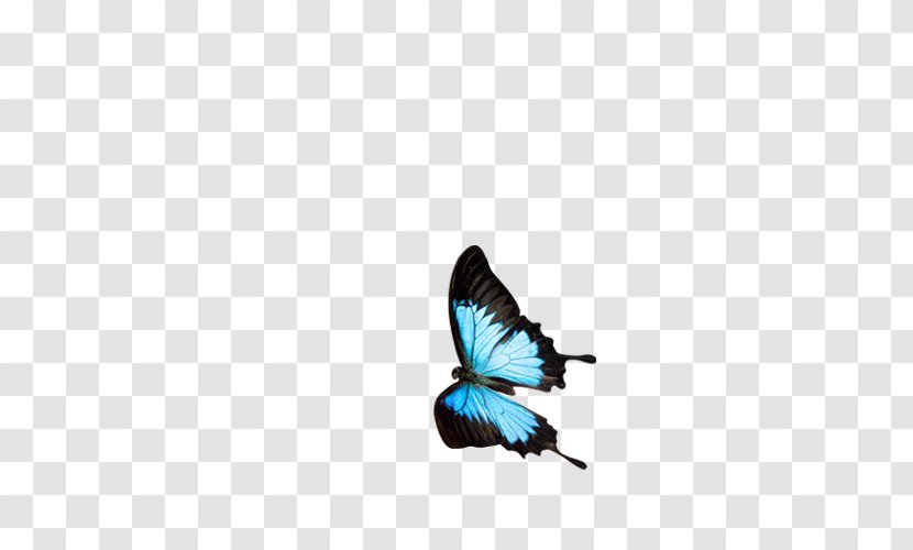 Butterfly Download - Wing - Blue Diagram Transparent PNG
