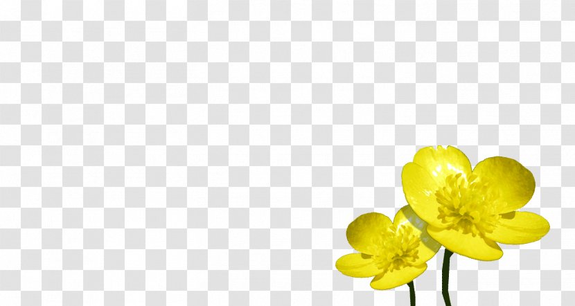 Petal Desktop Wallpaper Computer Close-up Cut Flowers Transparent PNG